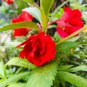 Red Garden Balsam Organic Female Flower 20 PCS Seeds