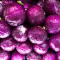 Red Drumhead Cabbage Organic Vegetables 100 PCS Seeds