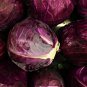 Red Drumhead Cabbage Organic Vegetables 100 PCS Seeds