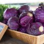Red Drumhead Cabbage Organic Vegetables 100 PCS Seeds