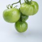 Rarest Dark Green 'MA NAI' Sweet Tomato Organic 300 PCS Seeds