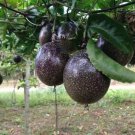 Passion Fruit Passiflora edulis Fruit 20 PCS Seeds Passion Fruit Passiflora edulis Fruit 20 PCS Seeds