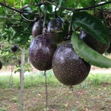 Passion Fruit Passiflora edulis Fruit 20 PCS Seeds