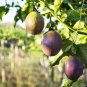 Passion Fruit Passiflora edulis Fruit 20 PCS Seeds