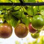 Passion Fruit Passiflora edulis Fruit 20 PCS Seeds
