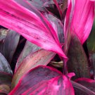 Cordyline Fruticosa Plant 5 PCS Seeds