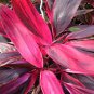 Cordyline Fruticosa Plant 5 PCS Seeds