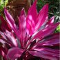 Cordyline Fruticosa Plant 5 PCS Seeds