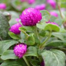 Compact Beauty Dwarf Gomphrena Globosa for Charming 25cm Plants 200 PCS Seeds Compact Beauty Dwarf Gomphrena Globosa for Charming 25cm Plants 200 PCS Seeds