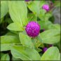 Compact Beauty Dwarf Gomphrena Globosa for Charming 25cm Plants 200 PCS Seeds