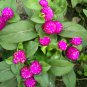 Compact Beauty Dwarf Gomphrena Globosa for Charming 25cm Plants 200 PCS Seeds