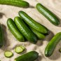 Compact and Tasty No-Stake Mini Cucumber Varieties 60 PCS Seeds