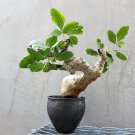 Commiphora schimperi 5 PCS Seeds