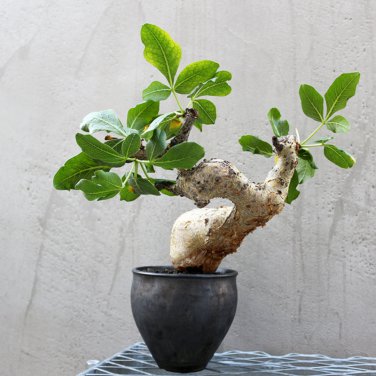 Commiphora schimperi 5 PCS Seeds