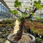 Commiphora schimperi 5 PCS Seeds