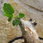 Commiphora schimperi 5 PCS Seeds