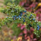 Common Juniper Juniperus Communis Tree Shrub 60 PCS Seeds Common Juniper Juniperus Communis Tree Shrub 60 PCS Seeds