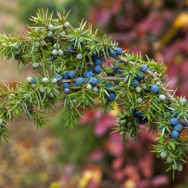 Common Juniper Juniperus Communis Tree Shrub 60 PCS Seeds