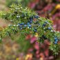 Common Juniper Juniperus Communis Tree Shrub 60 PCS Seeds