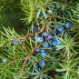 Common Juniper Juniperus Communis Tree Shrub 60 PCS Seeds