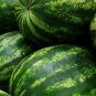 Lazy Melon King Watermelon red Meat Garden Balcony Potted Fruit 30 PCS Seeds