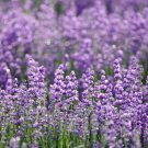 Lavender Imported Provence Bright Purple Lavandula Angustifolia 100 PCS Seeds