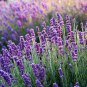 Lavender Imported Provence Bright Purple Lavandula Angustifolia 100 PCS Seeds