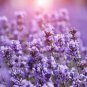 Lavender Imported Provence Bright Purple Lavandula Angustifolia 100 PCS Seeds
