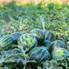 Large-Fruit, Traditional Variety, Super Sweet Watermelon 25 PCS Seeds Large-Fruit, Traditional Variety, Super Sweet Watermelon 25 PCS Seeds