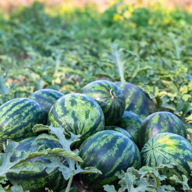 Large-Fruit, Traditional Variety, Super Sweet Watermelon 25 PCS Seeds