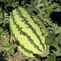 Large-Fruit, Traditional Variety, Super Sweet Watermelon 25 PCS Seeds