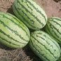 Large-Fruit, Traditional Variety, Super Sweet Watermelon 25 PCS Seeds