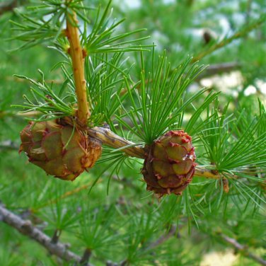 Larch 'Short Noodles' Series, Heirloom Larix, Evergreen Tree 50 PCS Seeds