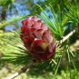 Larch 'Short Noodles' Series, Heirloom Larix, Evergreen Tree 50 PCS Seeds