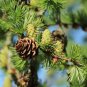 Larch 'Green Noodles' Series, Heirloom Larix, Evergreen Tree 50 PCS Seeds