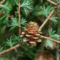 Larch 'Green Noodles' Series, Heirloom Larix, Evergreen Tree 50 PCS Seeds