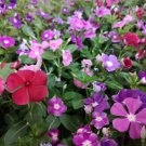 Periwinkle Mixed Rose Purple Pink Dark Pink Light White 100 PCS Seeds Periwinkle Mixed Rose Purple Pink Dark Pink Light White 100 PCS Seeds