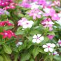 Periwinkle Mixed Rose Purple Pink Dark Pink Light White 100 PCS Seeds