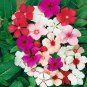 Periwinkle Mixed Rose Purple Pink Dark Pink Light White 100 PCS Seeds