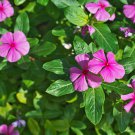 Periwinkle Pink Flowers Single Petal 100 PCS Seeds Periwinkle Pink Flowers Single Petal 100 PCS Seeds