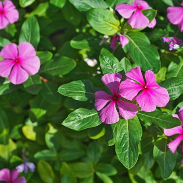Periwinkle Pink Flowers Single Petal 100 PCS Seeds