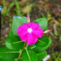Periwinkle Pink Flowers Single Petal 100 PCS Seeds