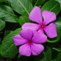 Periwinkle Pink Flowers Single Petal 100 PCS Seeds
