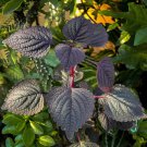 Perilla 1000 PCS Seeds