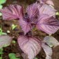 Perilla 1000 PCS Seeds