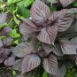 Perilla 1000 PCS Seeds