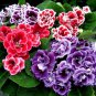 Perennial Sinningia Gloxinia Flower Mixed 9 Types Flowers 100 PCS Seeds