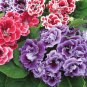 Perennial Sinningia Gloxinia Flower Mixed 9 Types Flowers 100 PCS Seeds