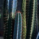 Pachycereus marginatusi (Mexican Fencepost) Cactus 10 PCS Seeds