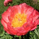 Perennial Peony Flowers Rose Pink to Whitish Pink Double Ball 20 PCS Seeds Perennial Peony Flowers Rose Pink to Whitish Pink Double Ball 20 PCS Seeds